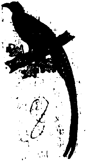 山雞